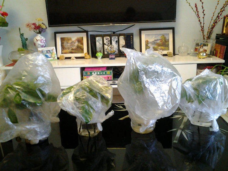 水培栀子花正确方法,栀子花水培生根