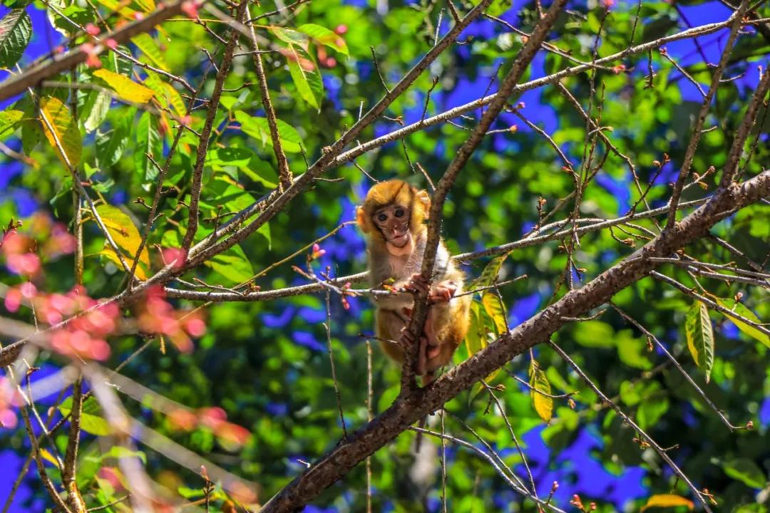 慢游腾冲樱花谷，把冬天过得浪漫一点