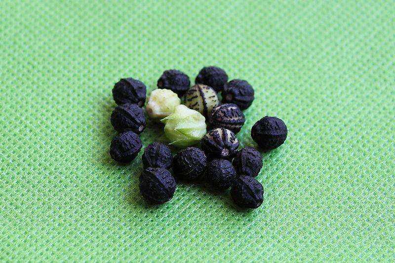 紫茉莉的生活环境及用途,紫茉莉的百科知识及功效