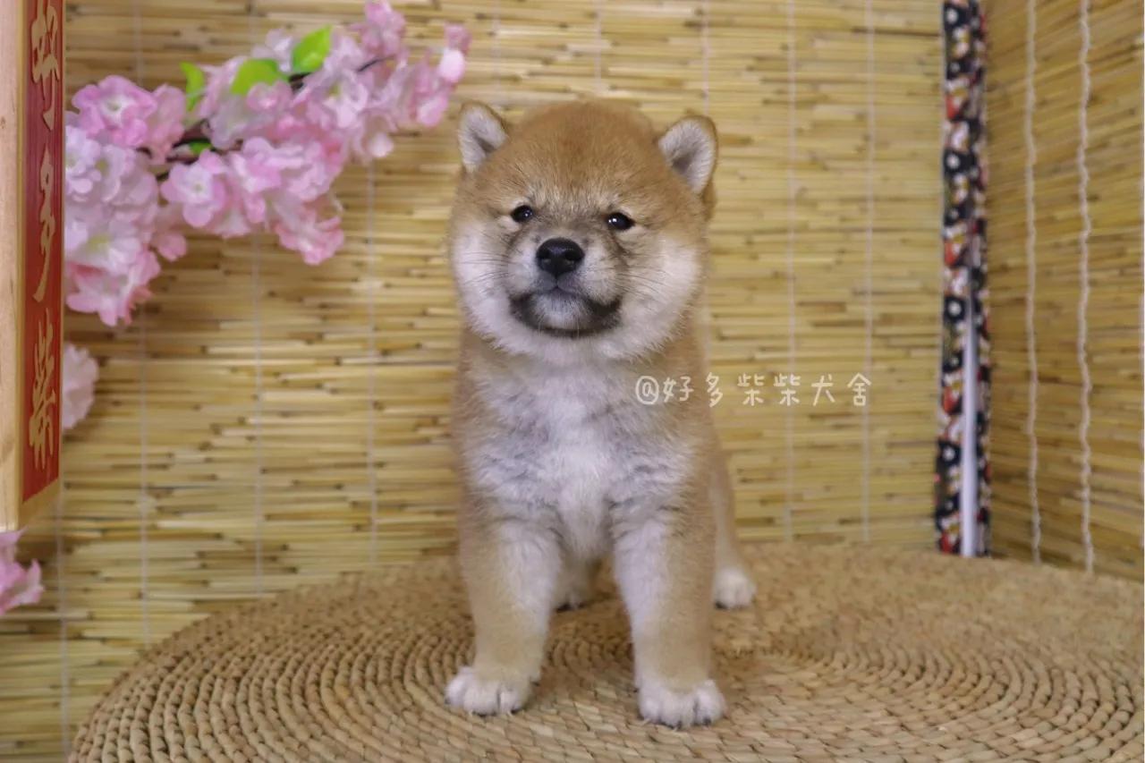 柴犬舍在什么地方,柴柴犬舍靠谱吗