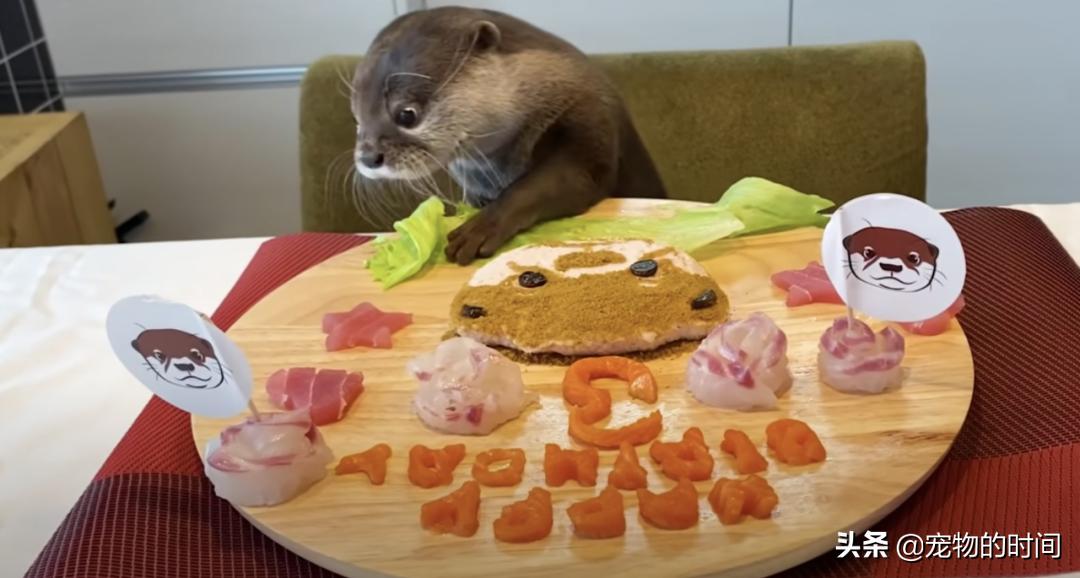 水獭宠物容易养吗视频,水獭宝宝可以当宠物吗