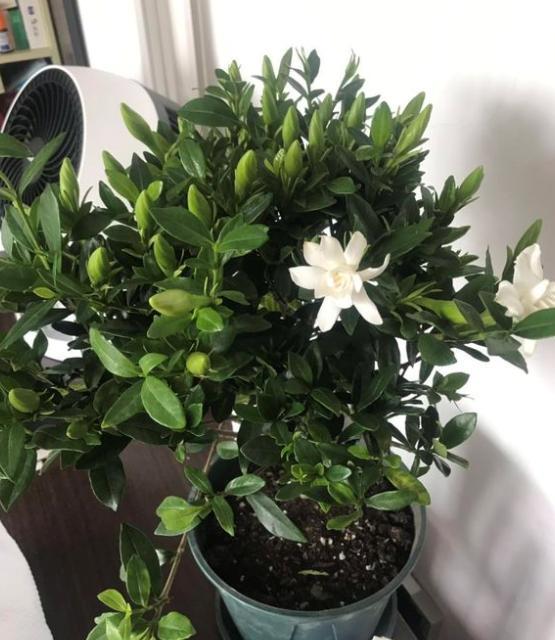 家庭怎样养栀子花视频,家庭盆栽栀子花早春养护