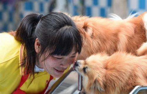 博美狗狗舔你代表什么,博美怎么老是喜欢舔主人的手