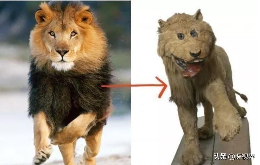 霸王龙进化史完整版,霸王龙进化远古巨霸