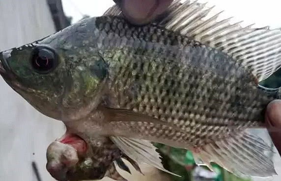 男子钓上来一条怪鱼，带回家养了段时间，没想到竟然有惊喜