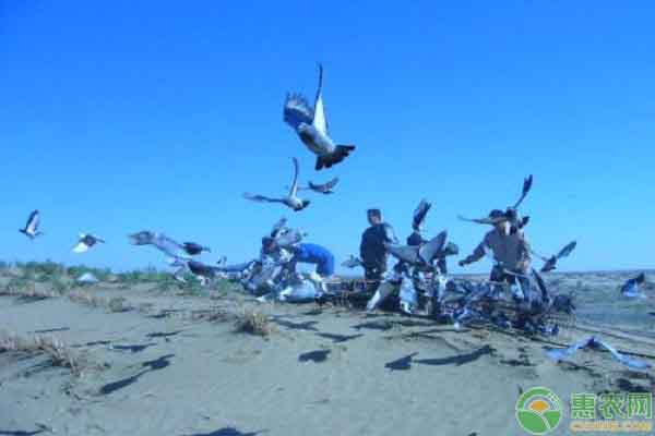 赛鸽养殖技巧和方法,赛鸽的养殖方法和规则