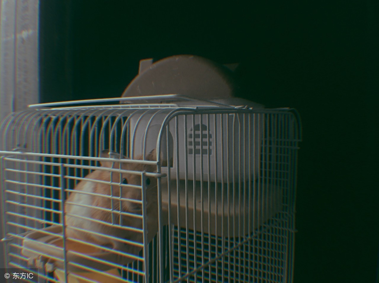 金丝熊养不胖怎么办,金丝熊如何才能养不死