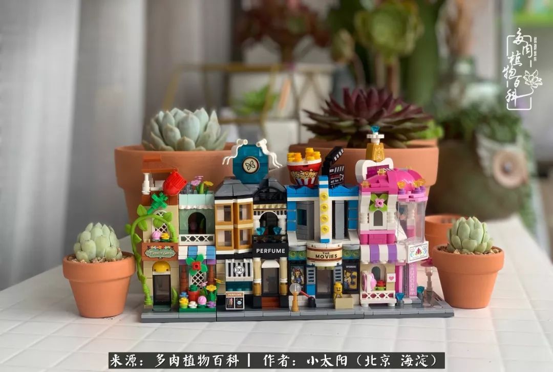 来自多肉的顽强生命力,与多肉朝夕相伴的美好时光