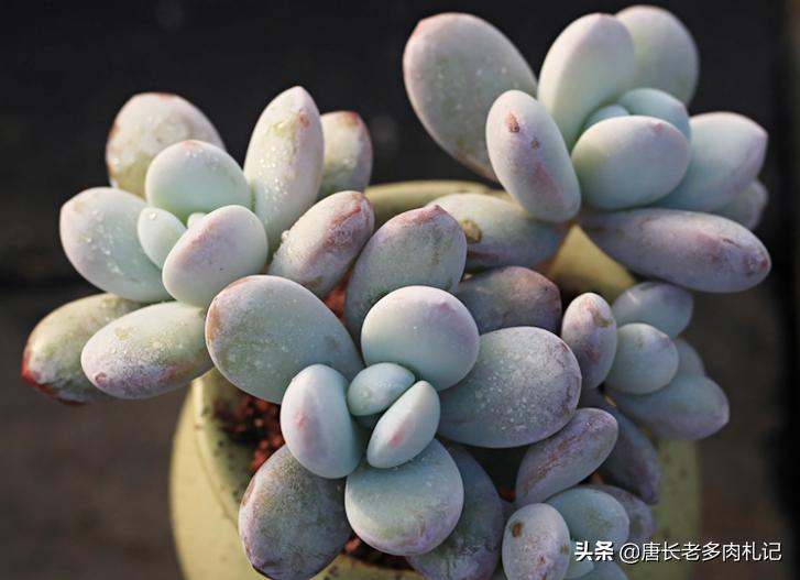 雪美人多肉过程,雪胖子多肉