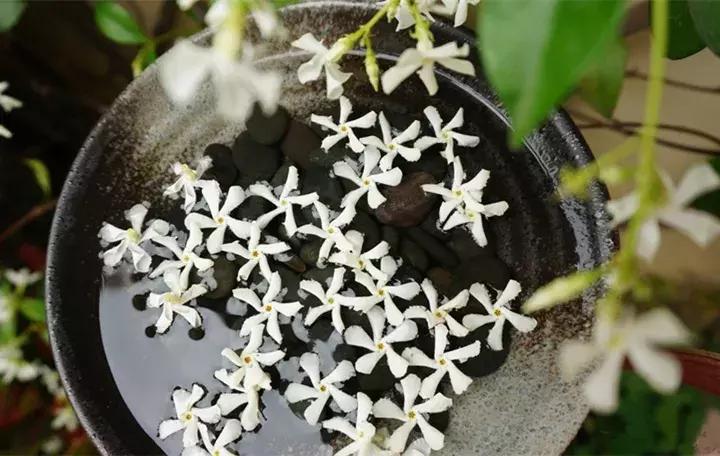 这10种花不怕晒,这3种花不能懒着养