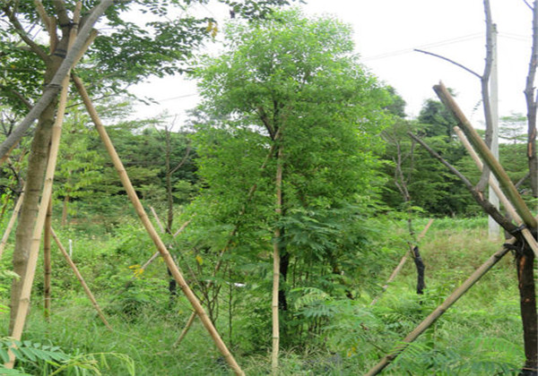 种植檀香最好的方法,檀香石斛的种植注意事项