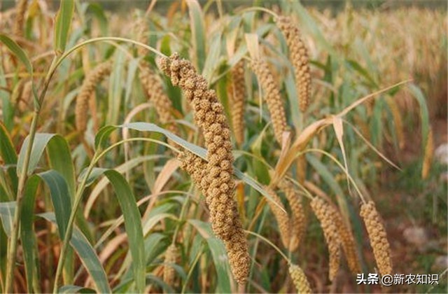 谷子种植技术要点，种植高手告诉你诀窍！建议收藏！