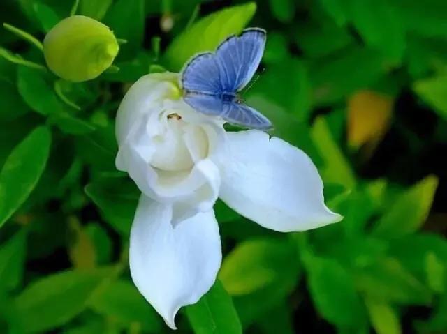 栀子花开满屋清香,栀子花开香气满园