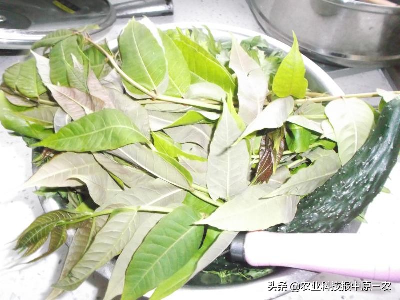 槐花飘香散文集,又是槐花飘香时