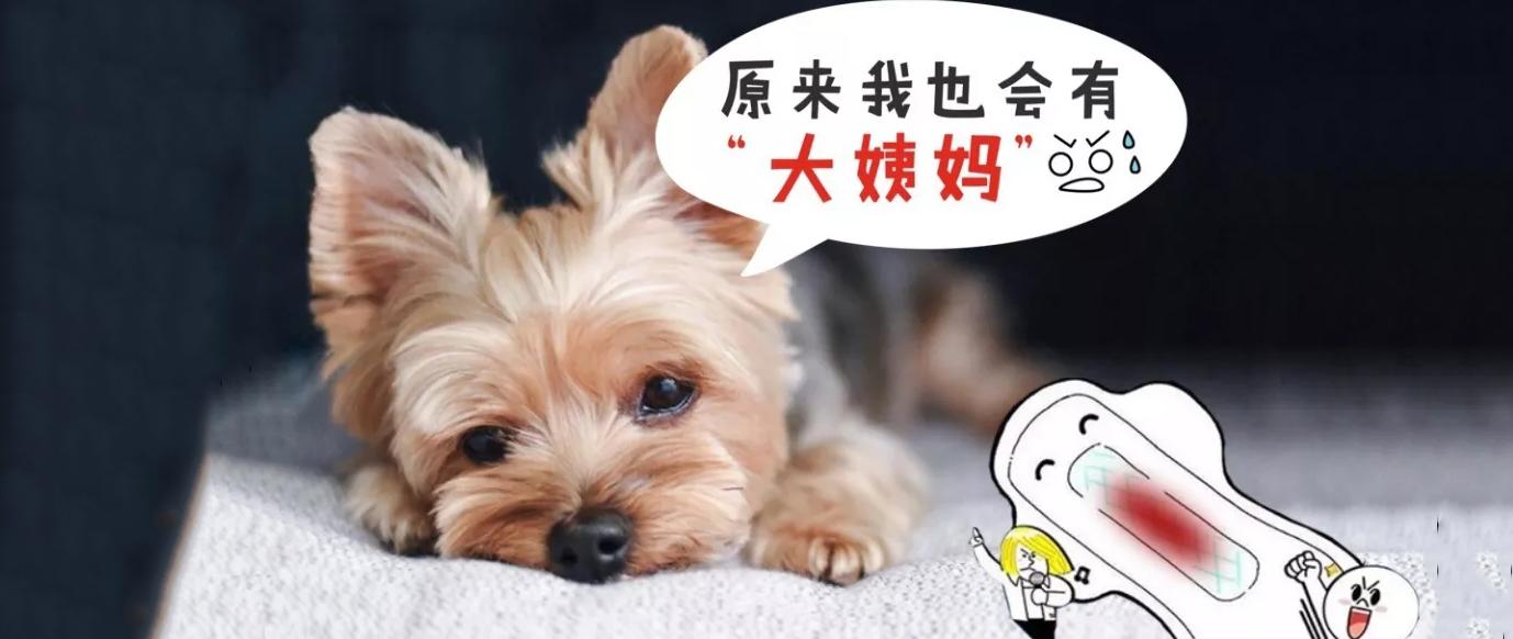 狗狗也会来姨妈嘛,狗狗来月经怎么办
