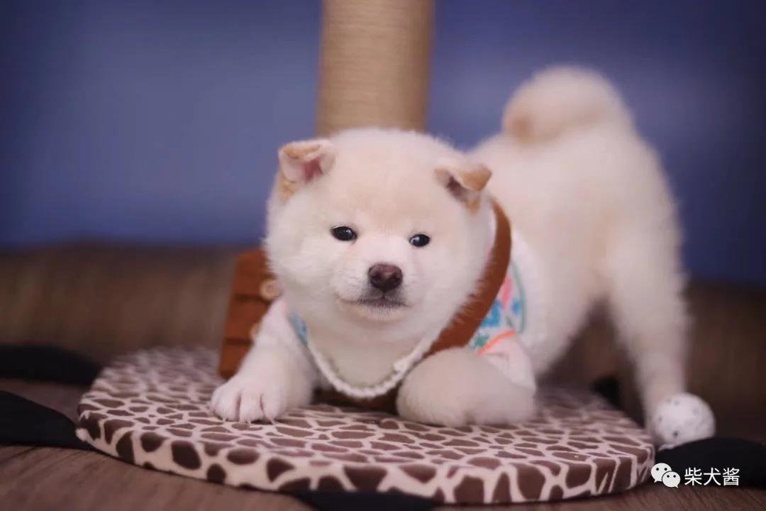 柴犬发疯似的乱叫乱跑然后死亡,柴犬刚接到家发抖