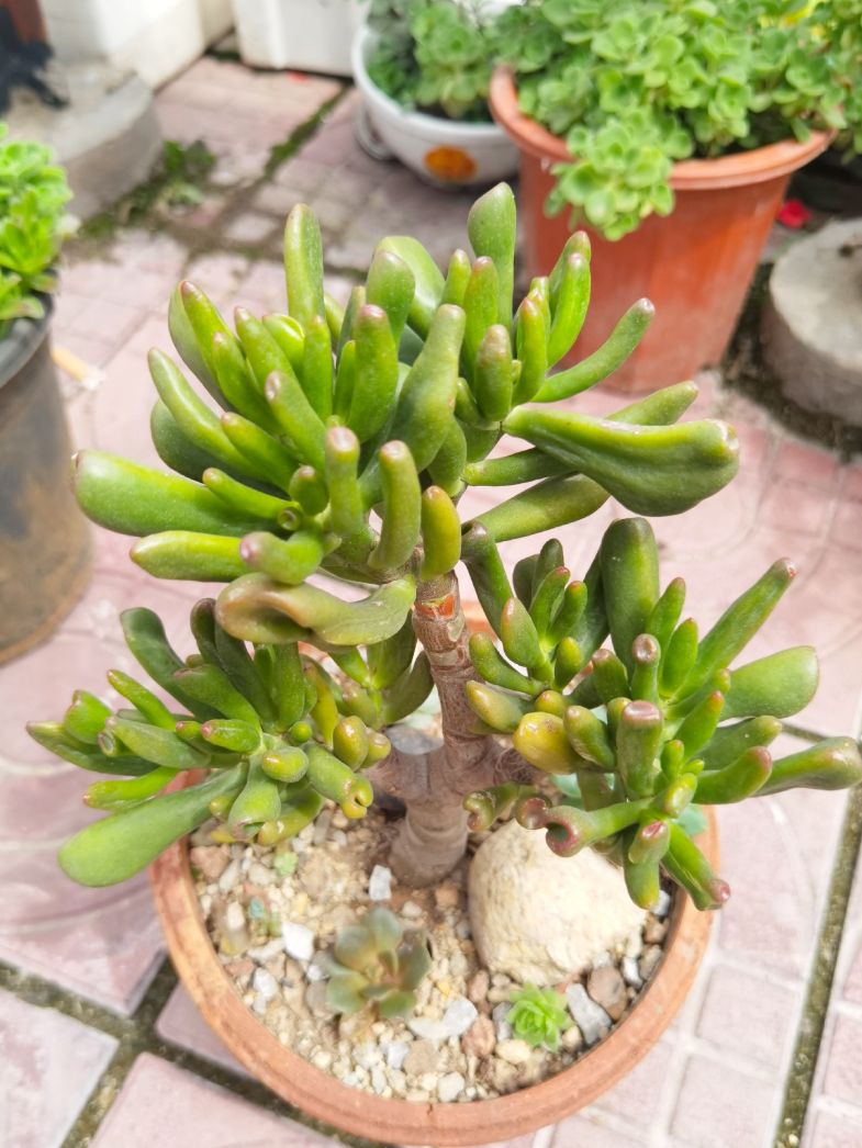 容易度夏的多肉品种图片,容易度夏的多肉植物有哪些