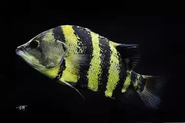 虎鱼体型分类,虎鱼种类区别