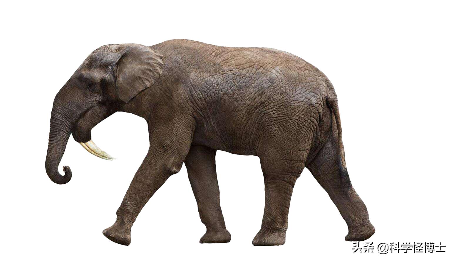 远古时期大象为什么没灭绝,大象是猛犸象演变过来的吗