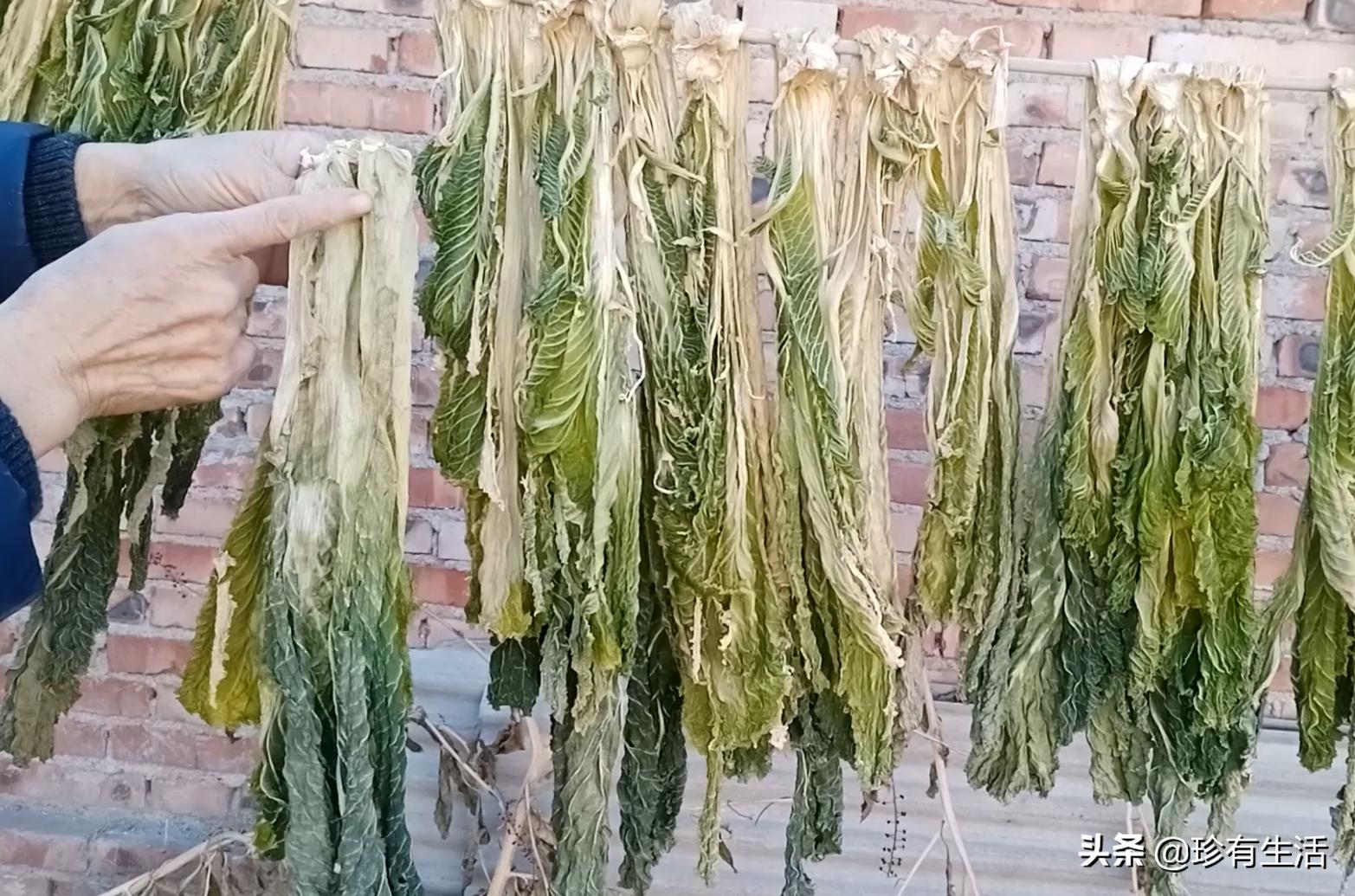 黄心白菜保存,蓟县背阴白菜