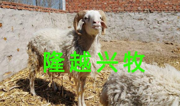 羊羊痘病对羊有什么危害,冬春养羊如何提防羊痘病