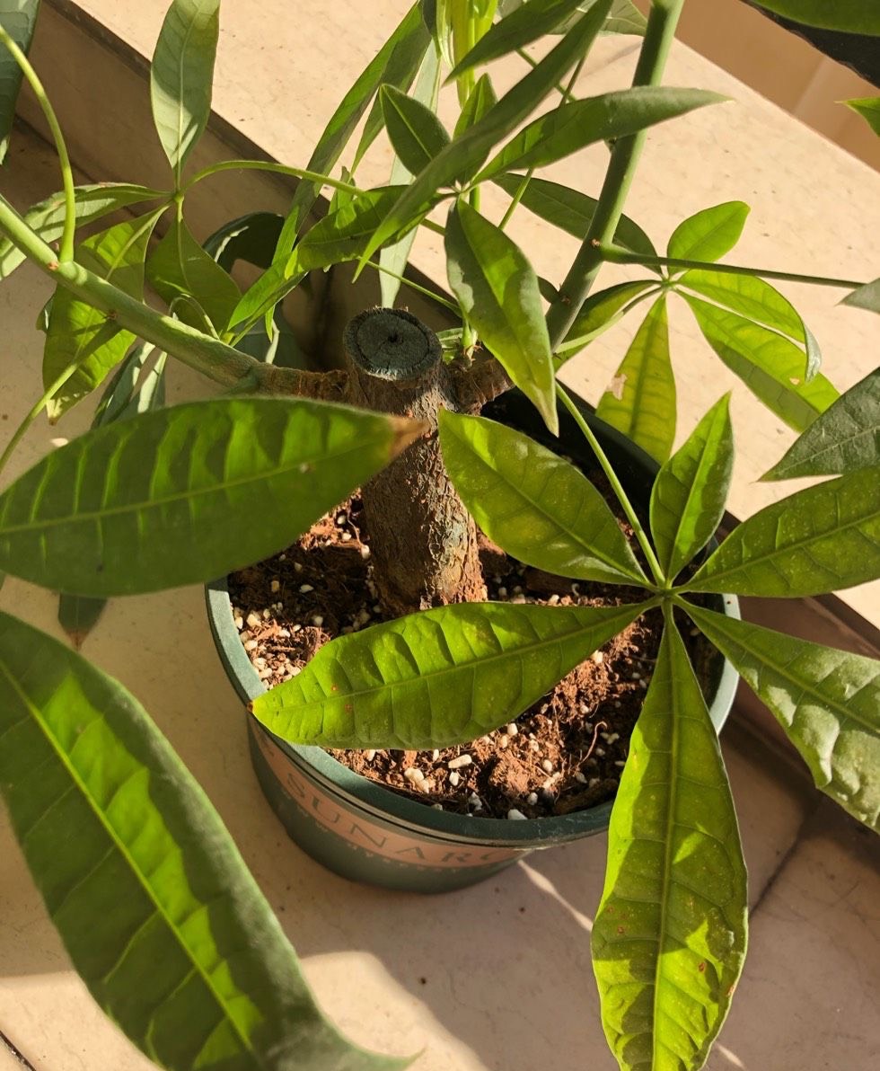 养好发财树好方法,发财树叶子长得繁茂还用修剪吗