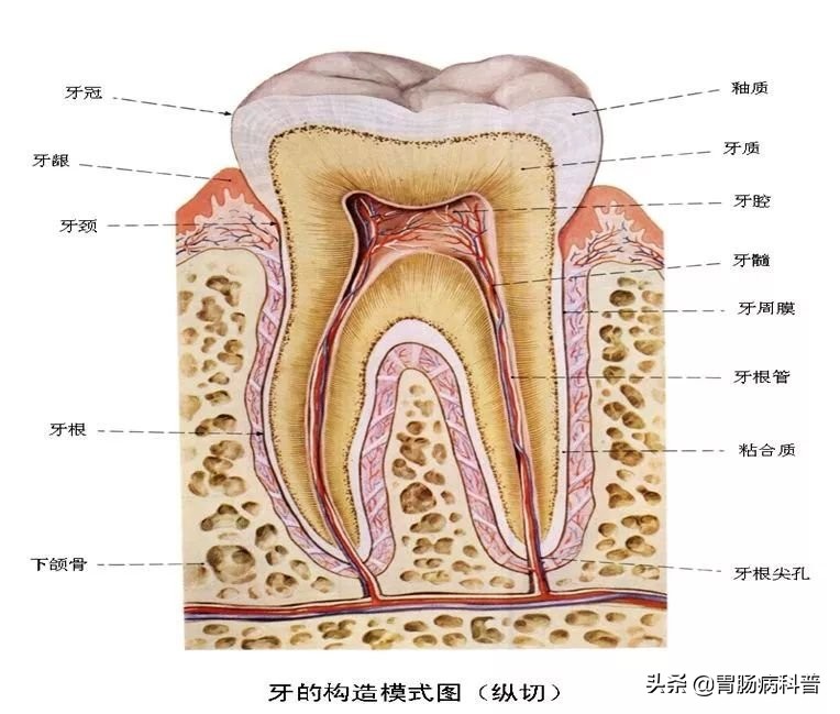 消化系统解剖生理教学,消化系统解剖图谱详解