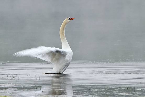 看鸟类视频,各种鸟类过冬姿态