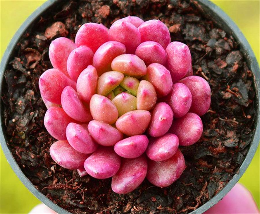 多肉红宝石叶子干瘪还能活吗,多肉红宝石叶片发黑怎么办