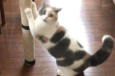 猫咪挠坏沙发怎么办,沙发被猫咪挠了怎么挽救