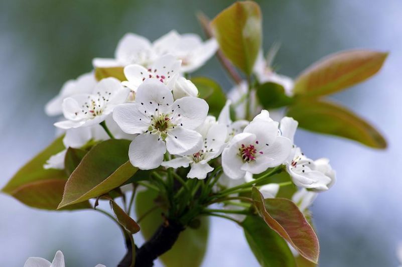 李花的唯美诗句,李花诗词大全100首