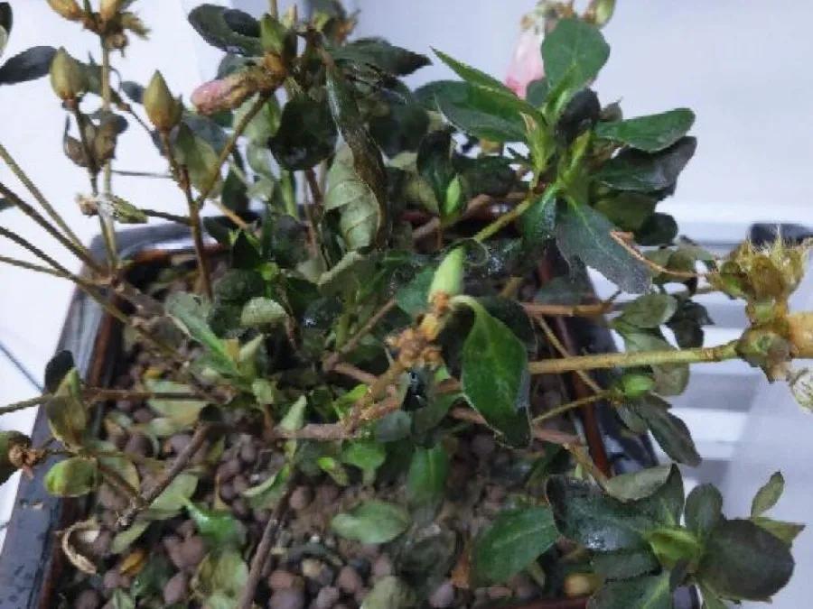 花买回来叶子蔫了怎么办,花掉花苞有什么好方法吗