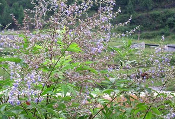 怎么打造黄金棍盆景,黄金棍盆景图片大全
