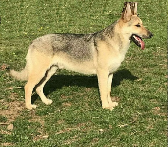 云南警犬昆明犬,央视昆明犬