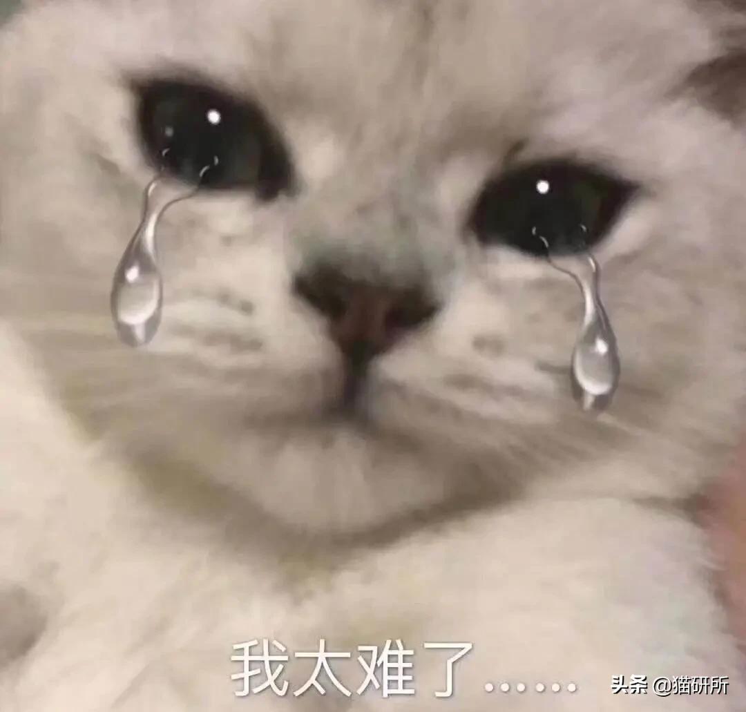 什么精油对猫有危害,猫咪精油有必要用吗