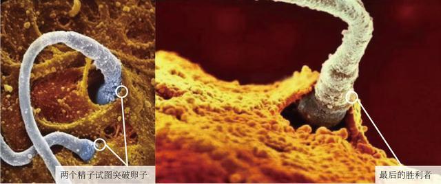 胎儿是怎样形成的全过程,胎儿形成的全过程图