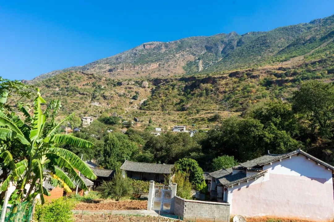 土蜂蜜取蜜全过程,土蜂蜜正确取蜜方法