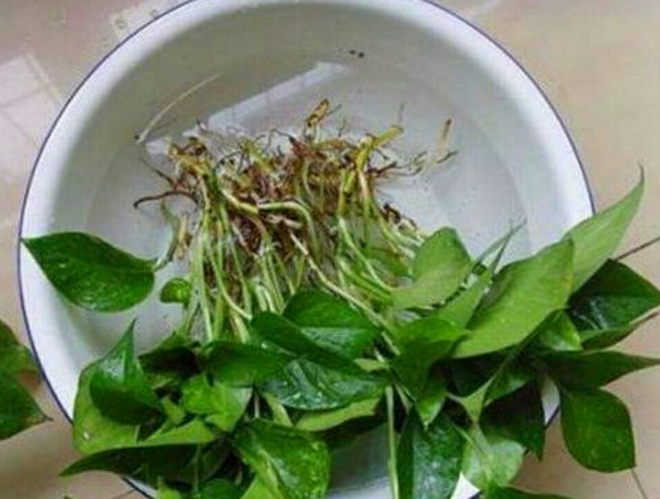 水培养花养鱼新手技巧图解,水培养花知识大全与技巧