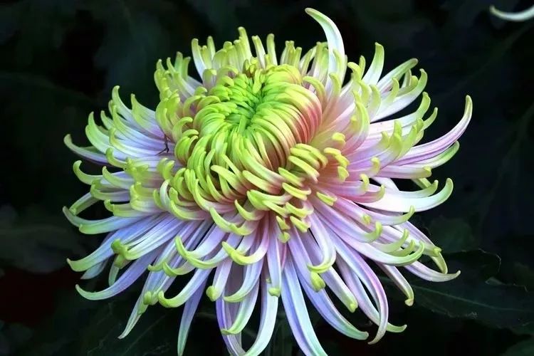 花中四君子菊花国画用笔,花中四君子菊花高清图片