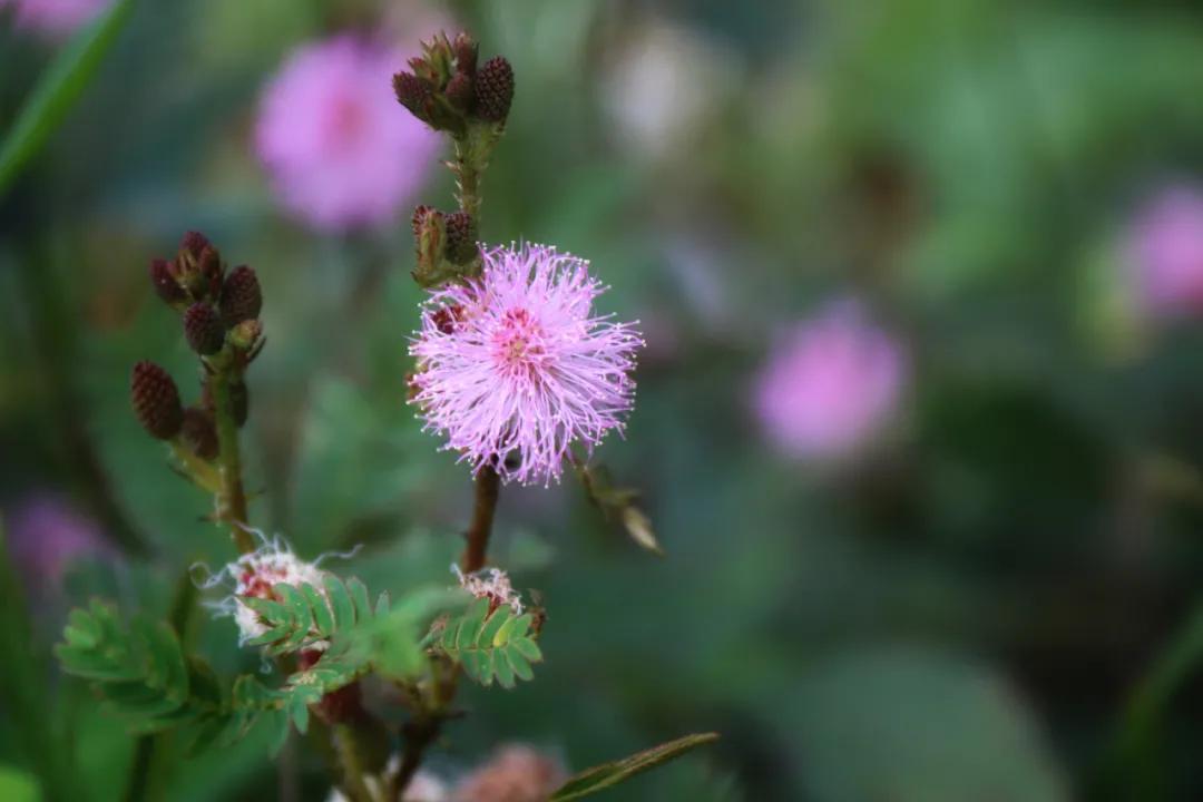 静谧角落香云纱,静谧角落视频
