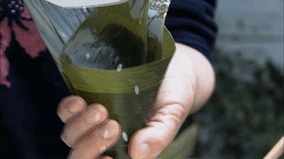 有毒的粽叶,怎么知道粽子的粽叶有毒