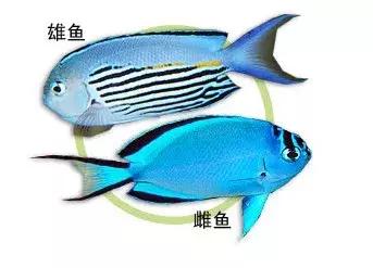 fot海水观赏鱼,fot鱼品种