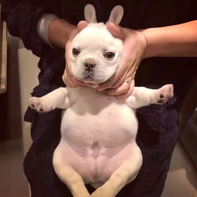 法国斗牛犬到底好不好养,法国斗牛犬优缺点及适合人群