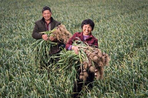 这是防治蒜蛆的特效药，2小时死虫，持效期长达60天
