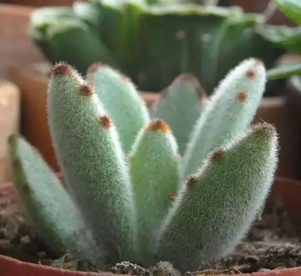 多肉早安图片大全,多肉大全100图