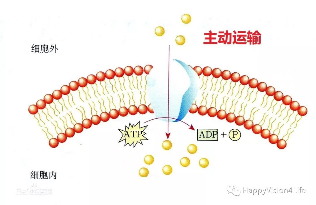 洞察超乳术后角膜的水肿