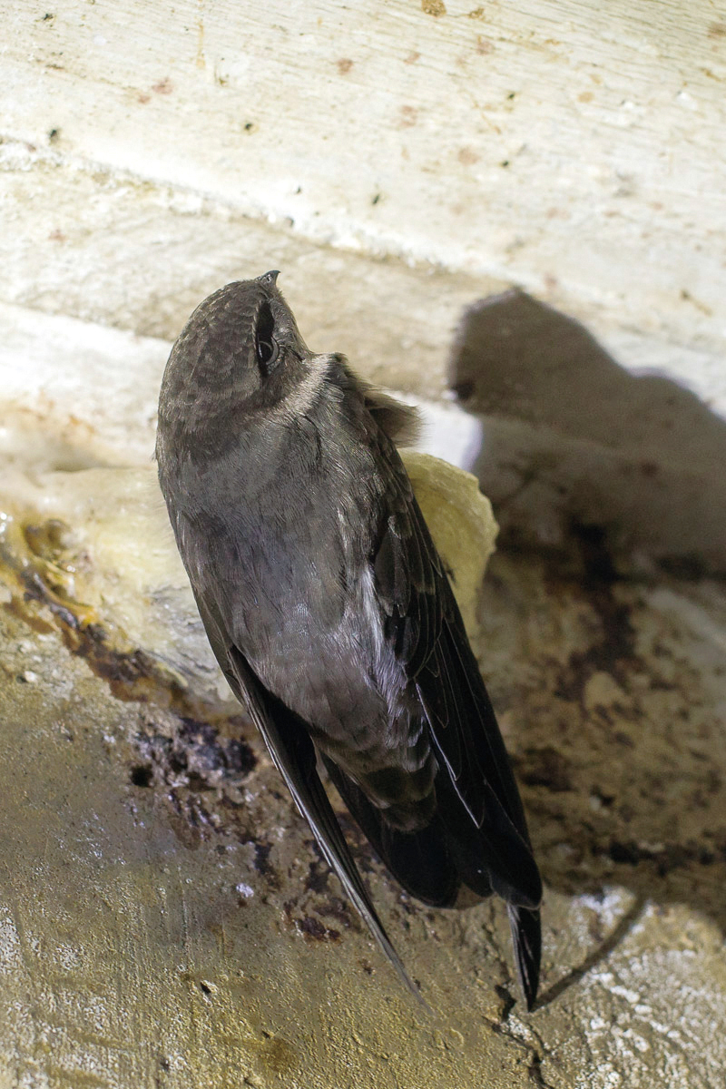 都是燕窝惹的祸？爪哇金丝燕：飞得快不如被团灭快