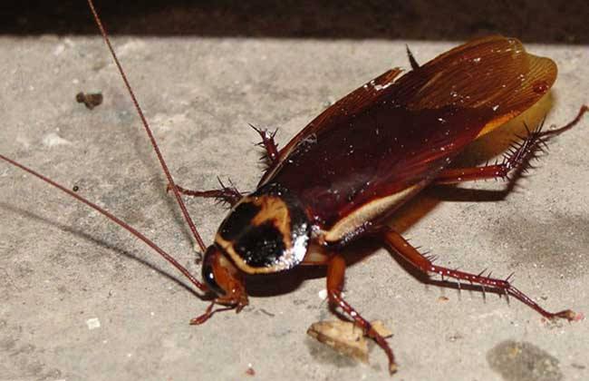 家里有蟑螂怎么才能把它消灭掉,家里有蟑螂怎样能彻底消灭它