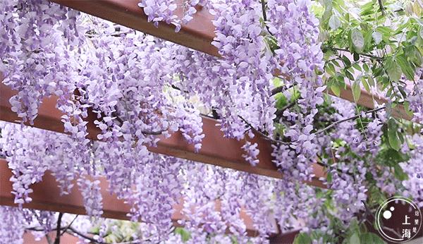 上海宋城免费景点,上海一日游攻略必去景点免费