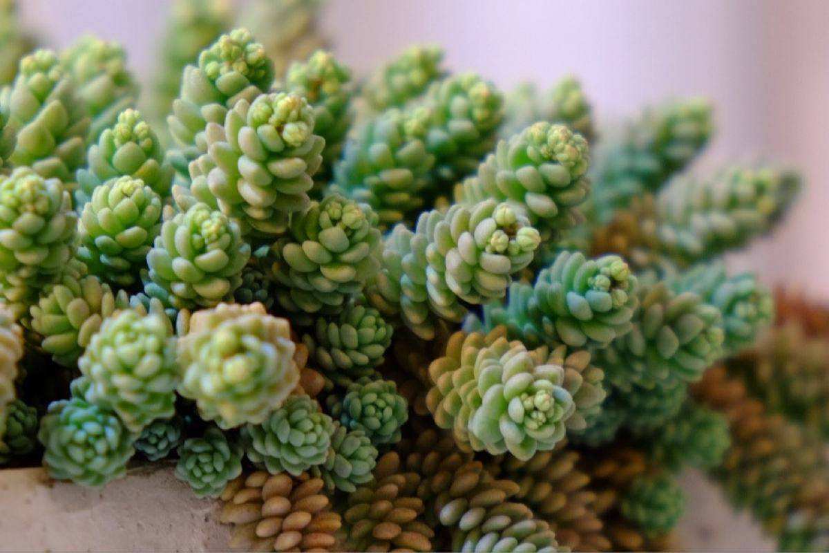 夏季多肉养护方法和注意事项,夏季的多肉应该怎么养护